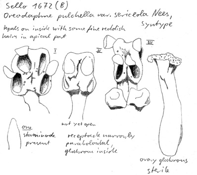 Vorschaubild Oreodaphne pulchella var. sericeola Nees